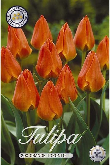Tulip Orange Toronto 20-pakning
